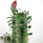 Artificial Cactus Cacti Plant Black Pot 110cm Plants