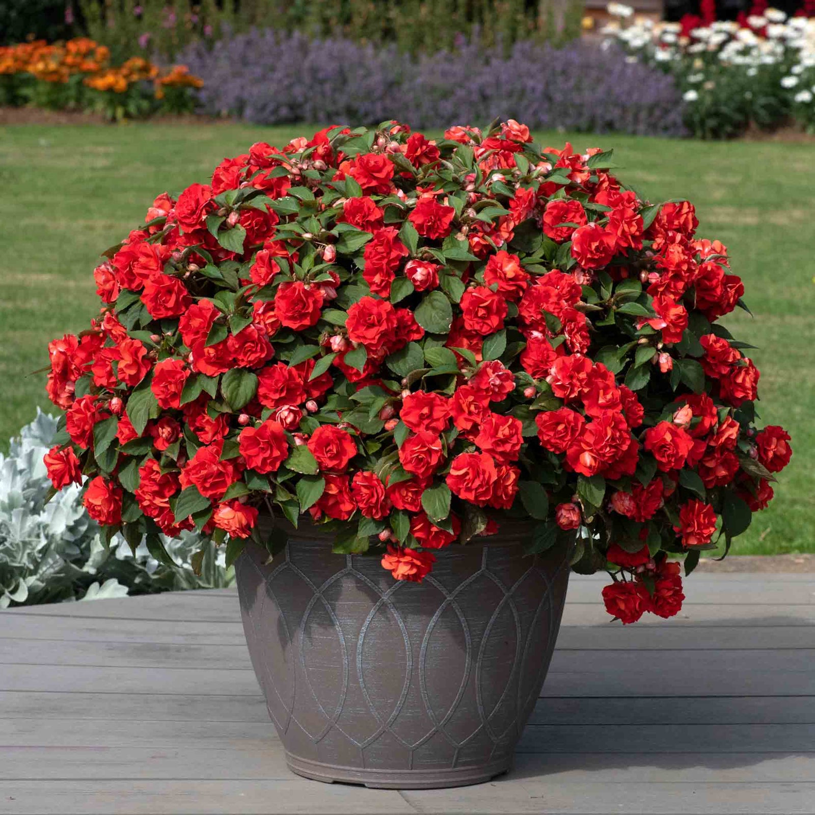 Busy Lizzie (impatiens) Double Bright Red | 6 x Plug Plants | Bright Red