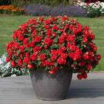 Busy Lizzie (impatiens) Double Bright Red | 12 x Plug Plants | Bright Red