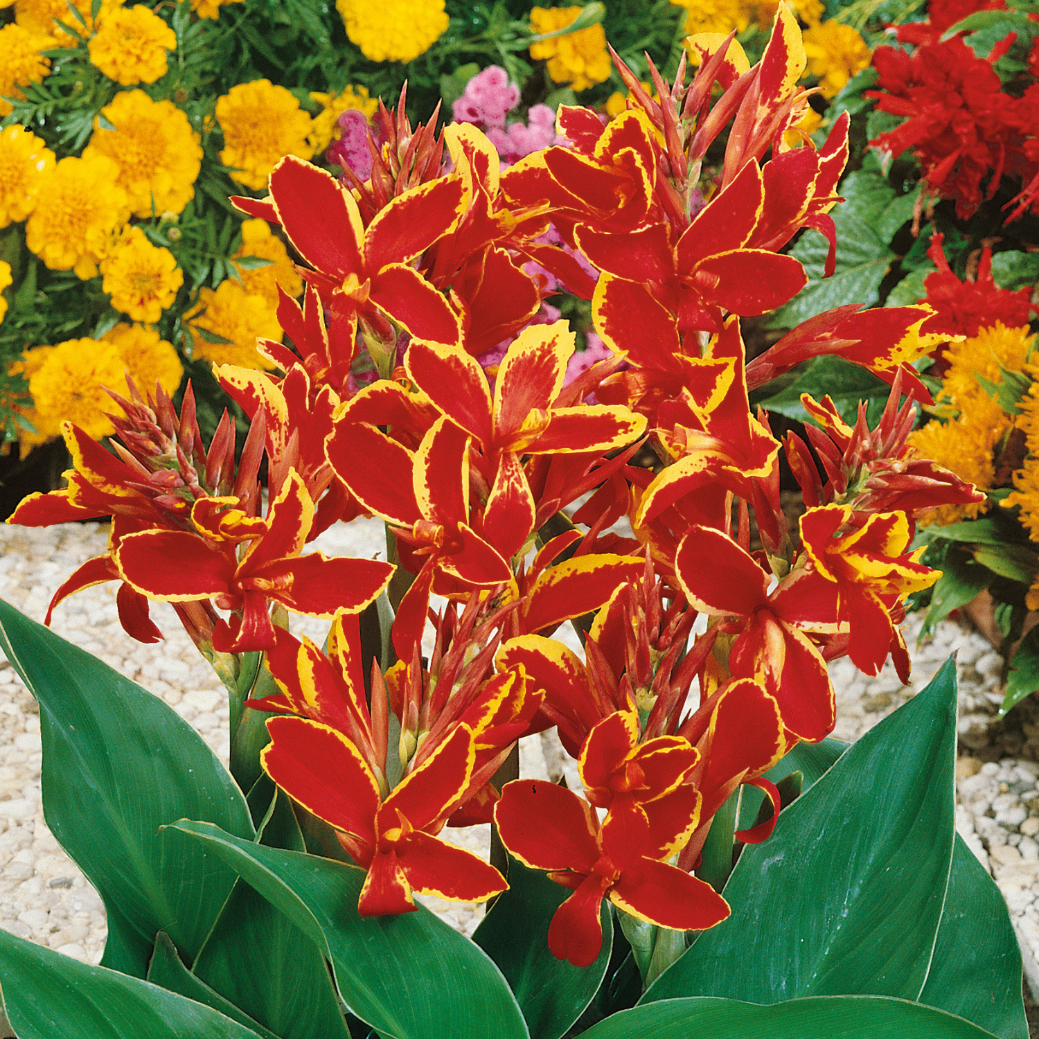 Canna 'lucifer' Plant - Hardy Tropical Perennial | 1 x 2L | Multi Colour