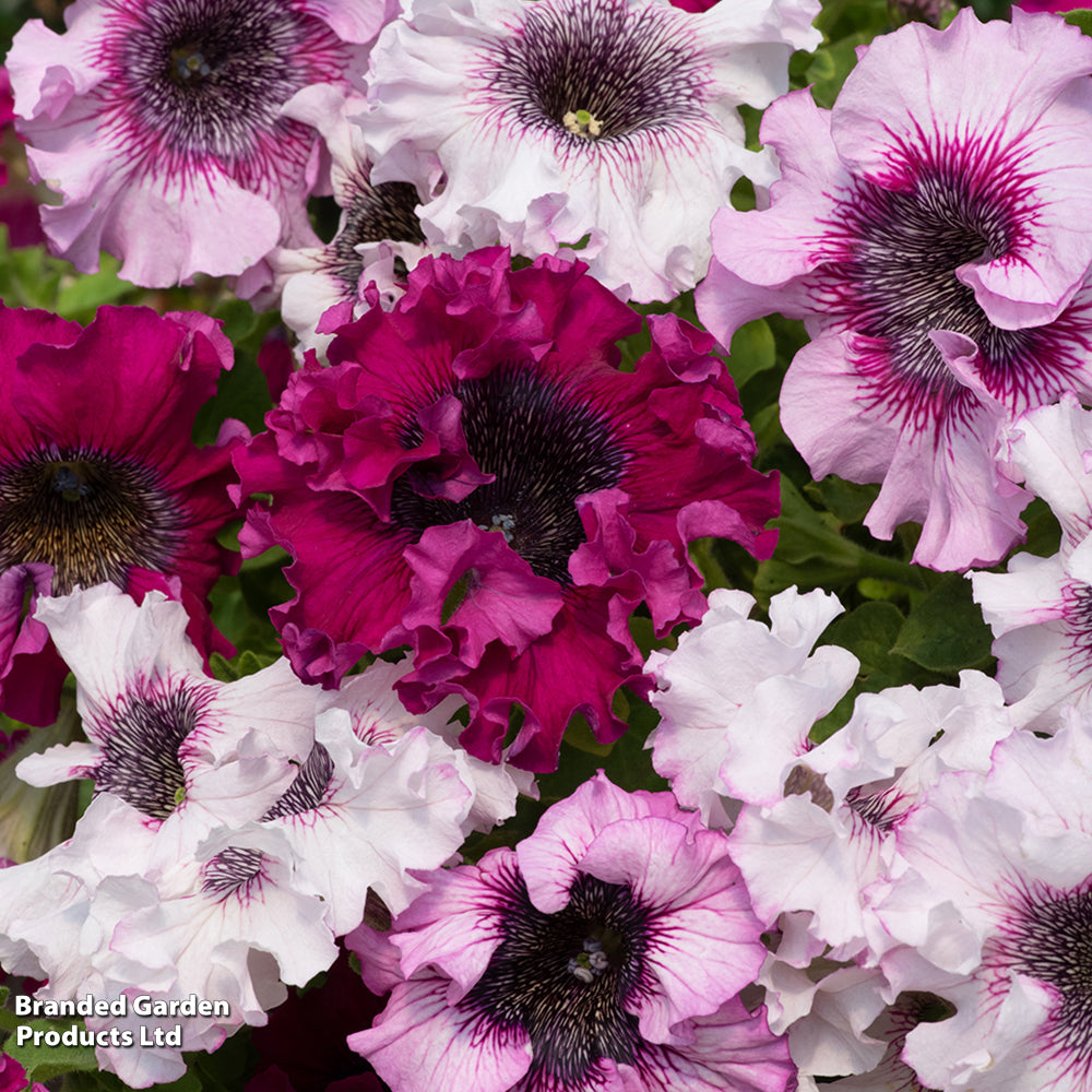 Petunia Superbissima Triumph Mix - Largest Petunia Blooms Garden Ready Plants | 12 x Garden Ready Plants
