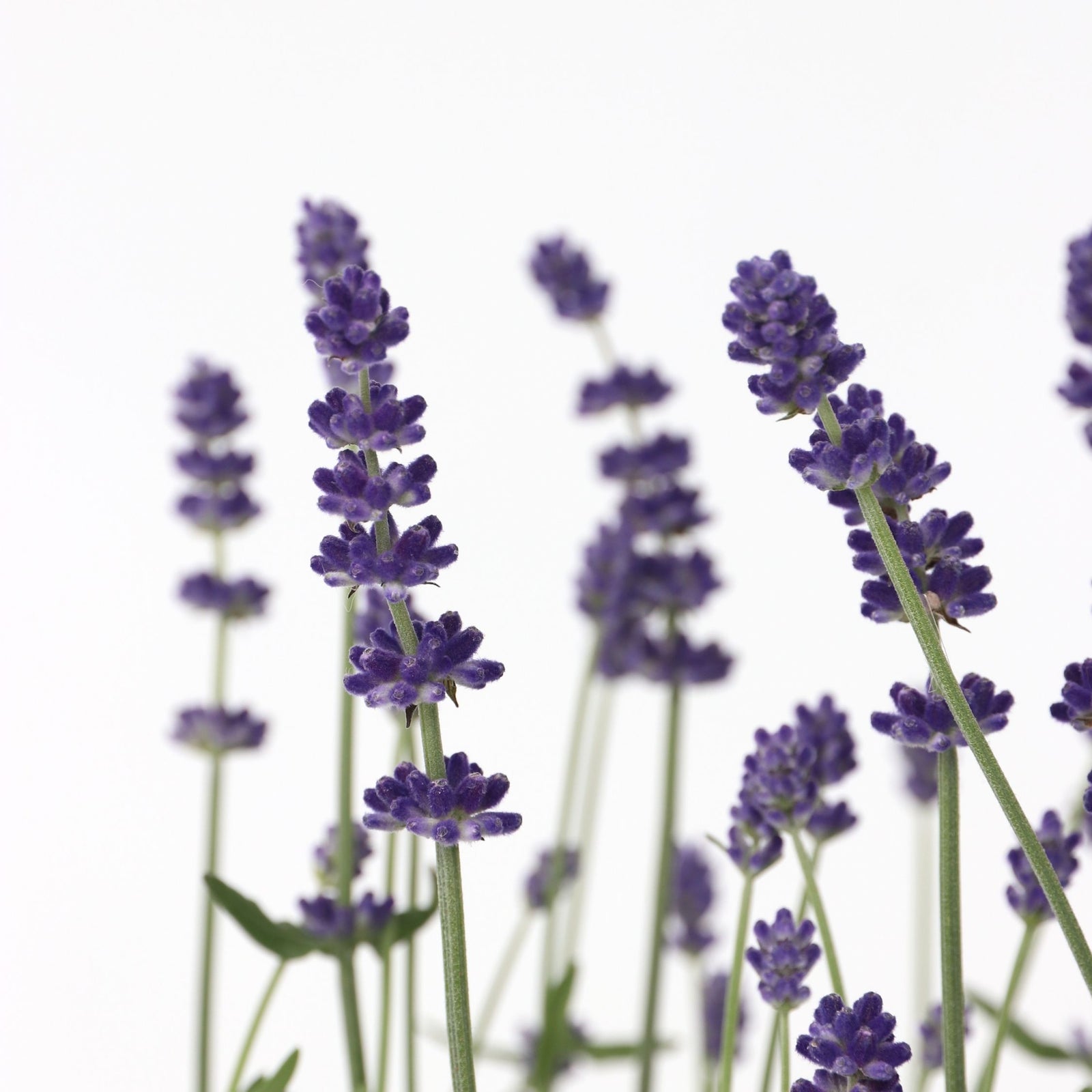 Lavender - Lavandula Angustifolia - Height 10-15cm - ⌀10,5cm | Set-of-12 | Purple