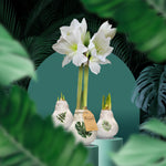 Botanical Waxed Amaryllis Collection | 3 x Bulbs | White