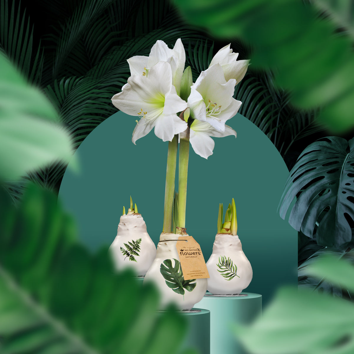 Botanical Waxed Amaryllis Collection | 6 x Bulbs | White
