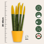 Snake Plant Velvet Touch - Sansevieria Cylindrica - Height 20-40cm - ⌀9cm | Yellow