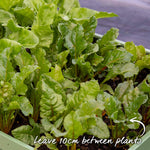 Burpees Golden Beetroot | 100 Seeds