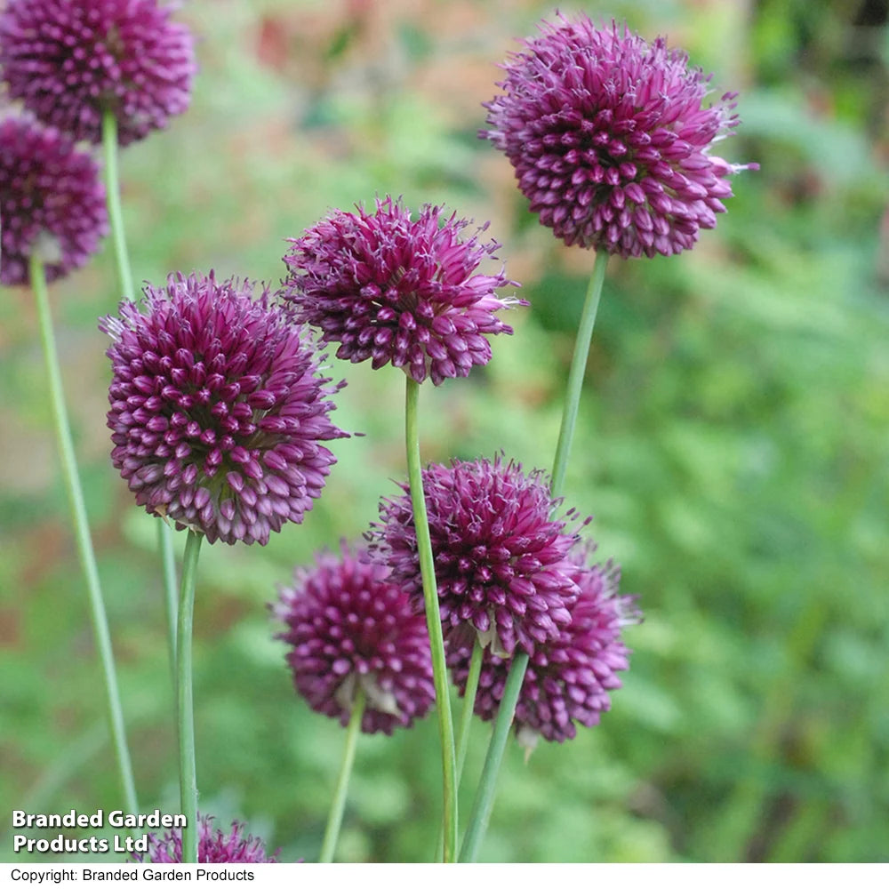 Fantastic Spring Flowering Mix Bulbs | 600 x Bulbs | Mixed