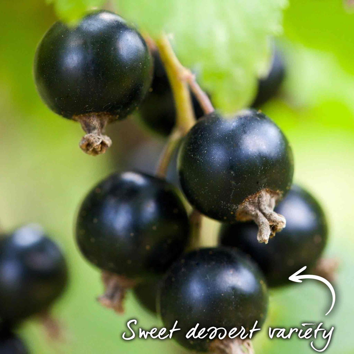 Blackcurrant 'ebony' Plant Bare Root | Set of 3 | Multi