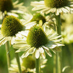 Echinacea Jewel Collection - 9cm Pots. | 3 x 9cm | Multi