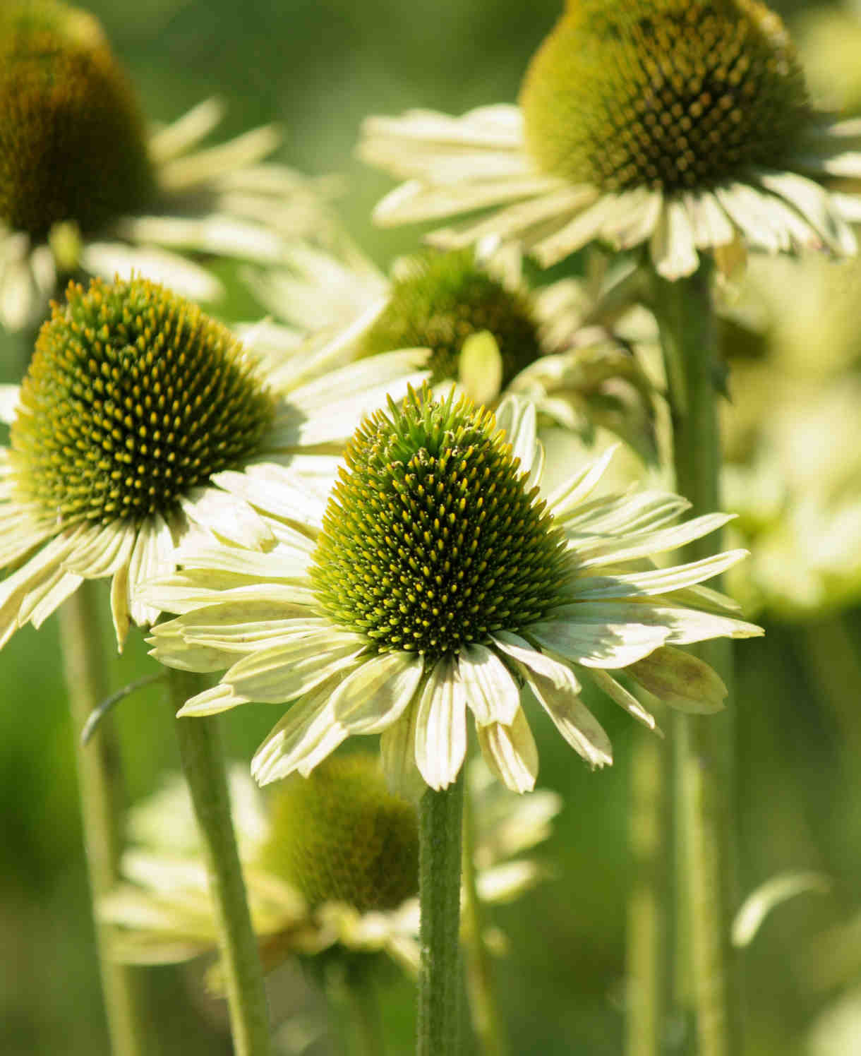 Echinacea Jewel Collection - 9cm Pots. | 3 x 9cm | Multi