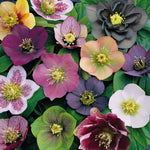 Helleborus Orientalis Mix | Set-of-3 | Multi