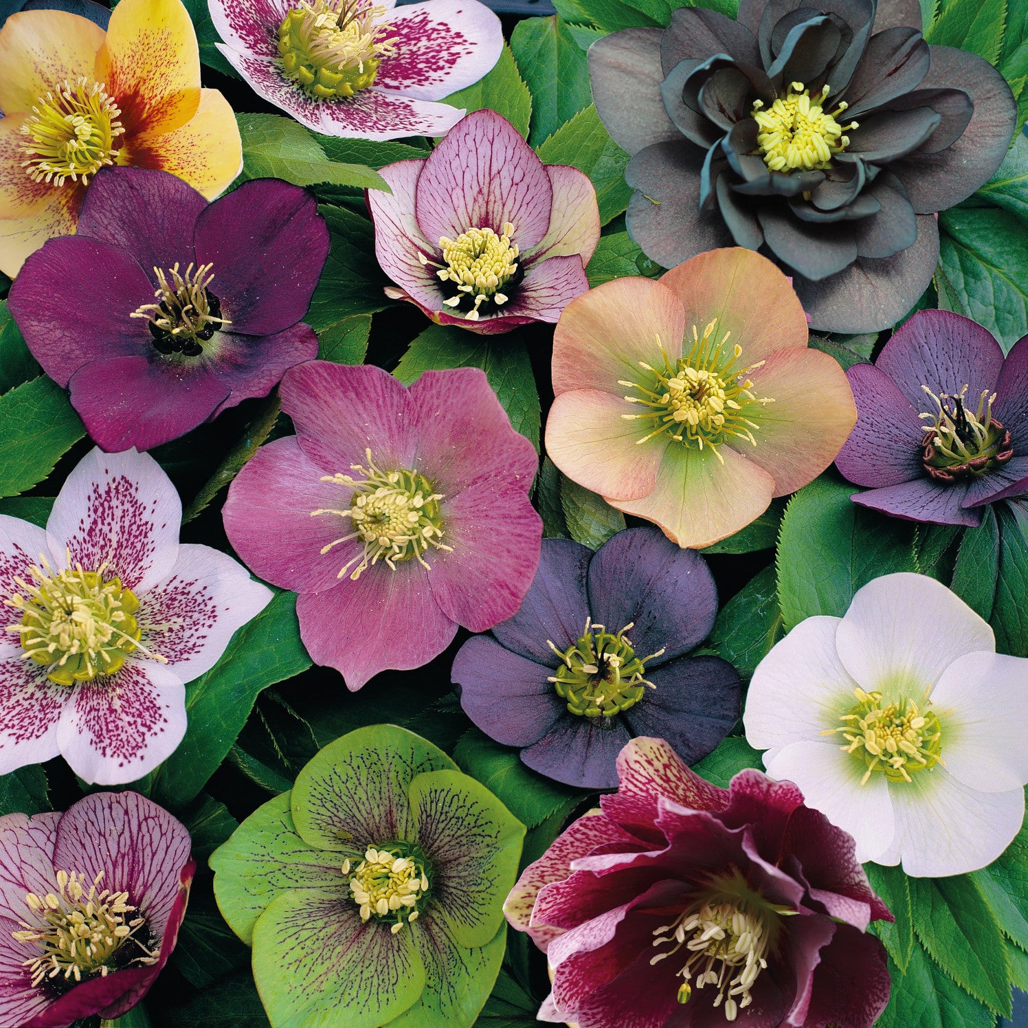 Helleborus Orientalis Mix - 9cm pot | Set-of-9 | Multi