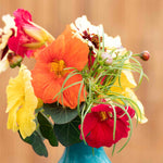 Nasturtium Baby Fiesta Mix Seeds | 30 Seeds