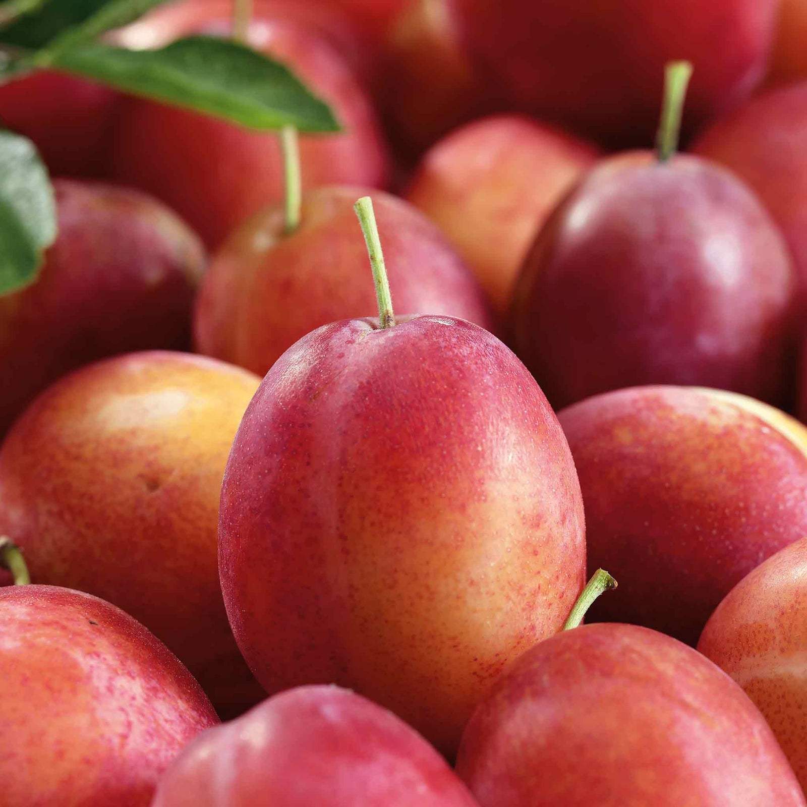 Plum 'victoria' 3m - Self-fertile, St Julien A Rootstock | 1 x 5L Espalier | Purple
