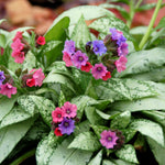 Spring Saver Collection - 5 Plants For Spring Interest
