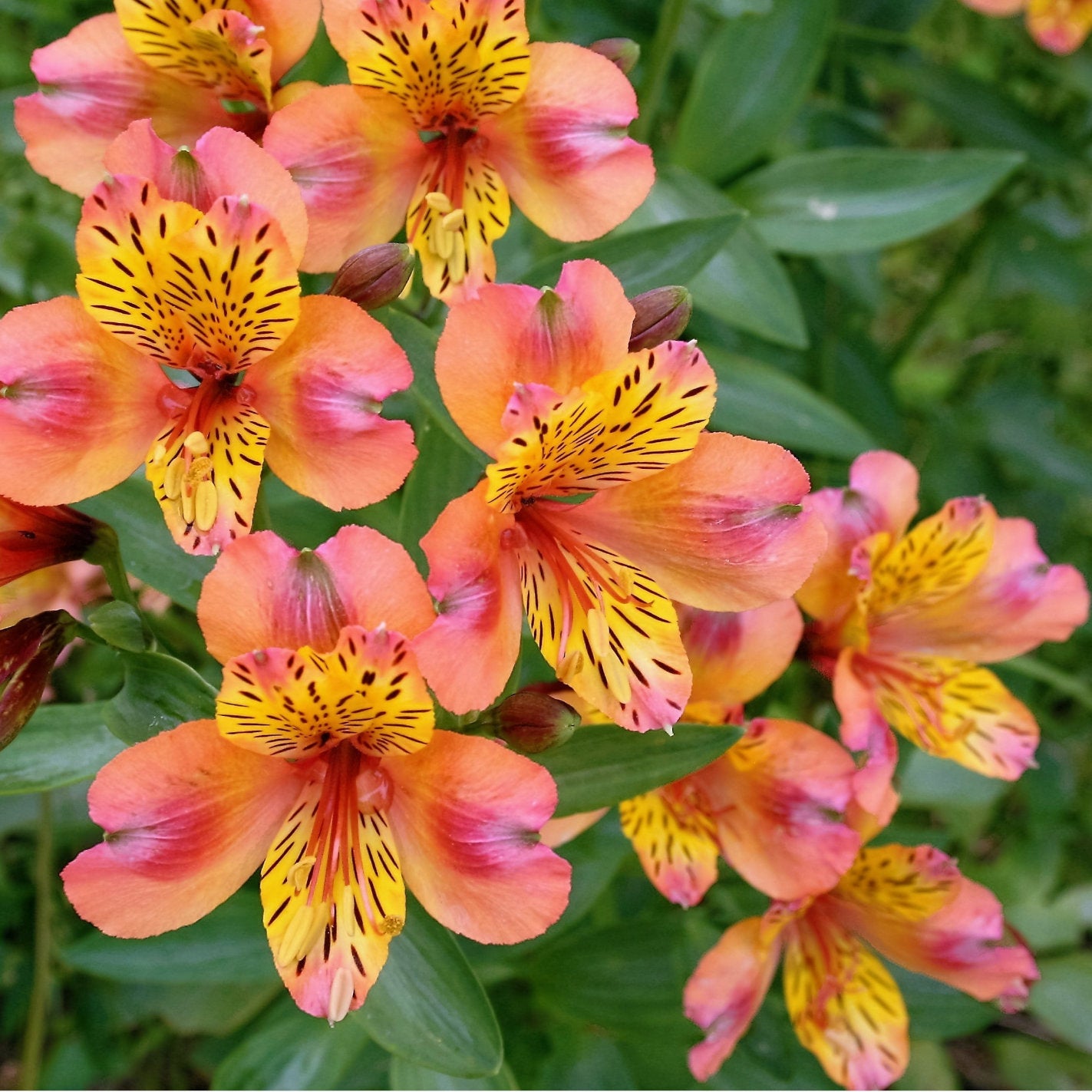 Hayloft Alstroemeria Majestic Aubance  3 X 9cm Pots