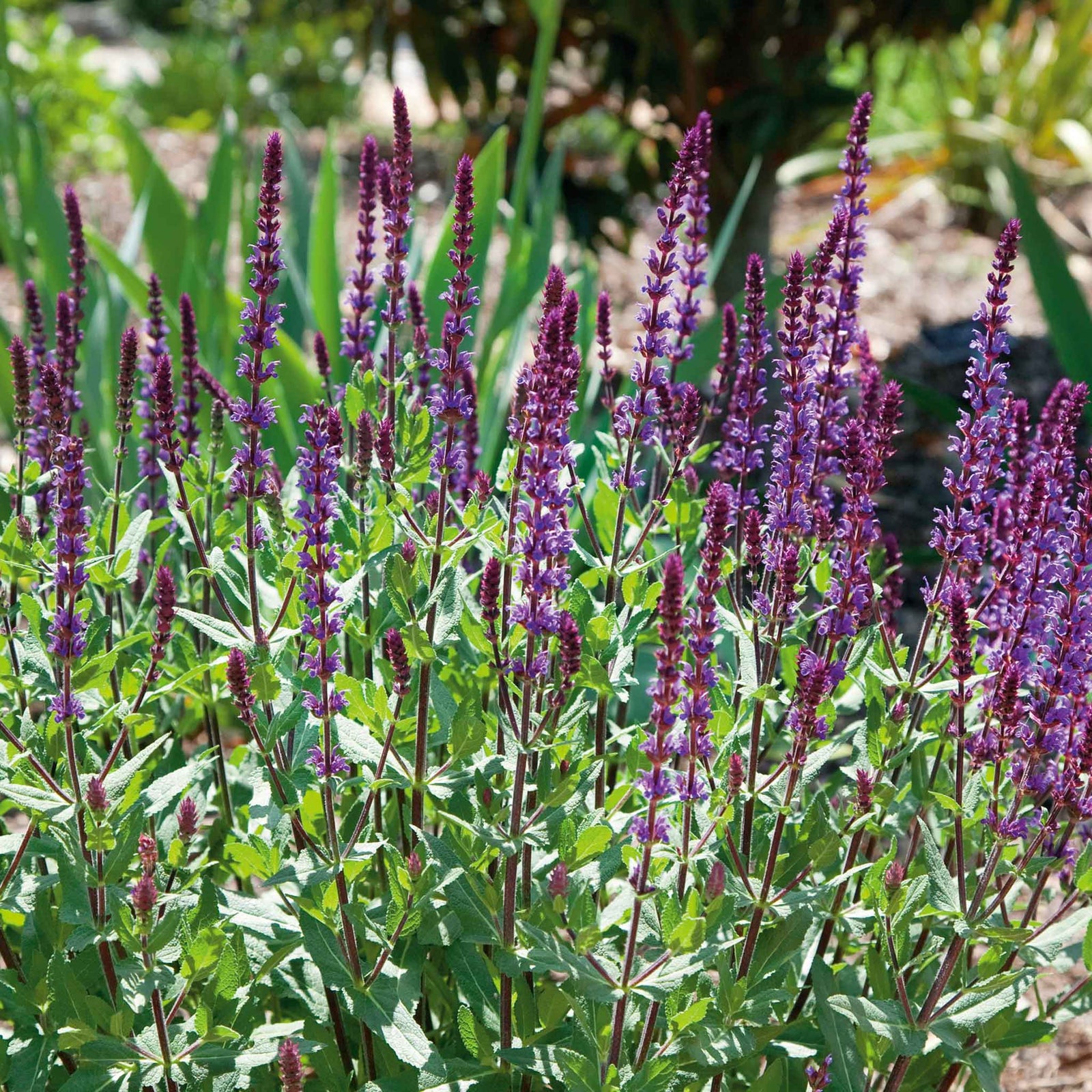 Salvia Nemorosa 'caradonna' Hardy Perennial | 24 x Jumbo Plugs | Multi