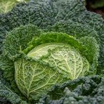 Savoy Cabbage 'serpentine' F1 Hybrid Garden Ready Plants | 12 x Garden Ready Plugs | Green