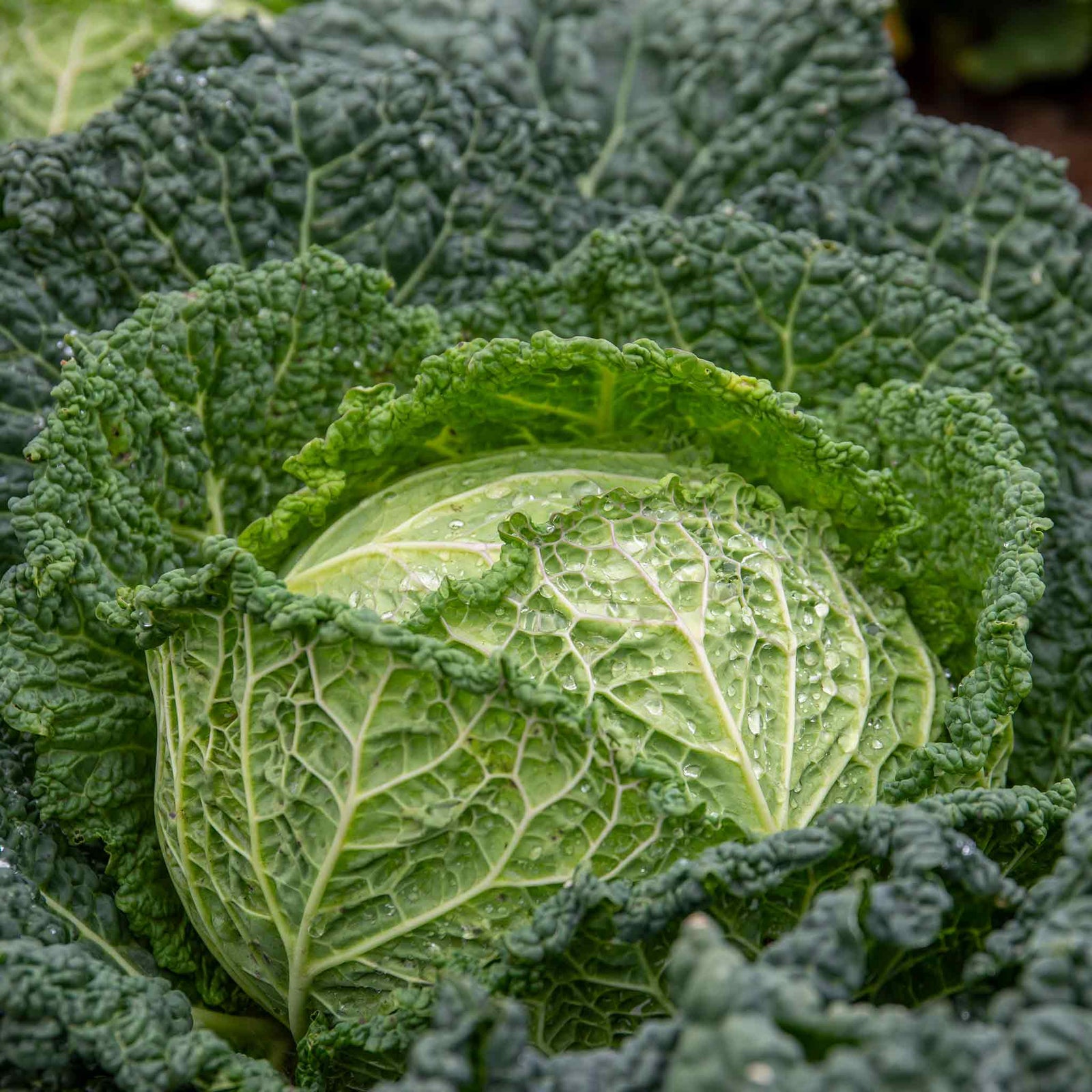 Savoy Cabbage 'serpentine' F1 Hybrid Garden Ready Plants | 12 x Garden Ready Plugs | Green