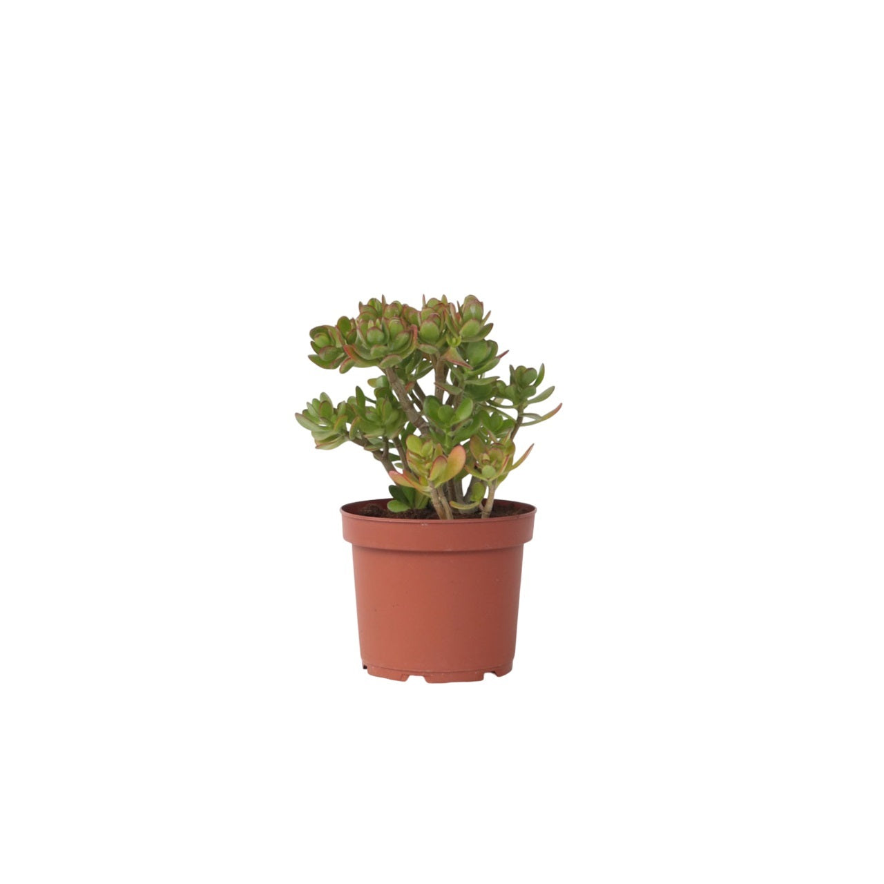 Jade Plant - Crassula Ovata 'minor' - Height 45-50cm - ⌀23cm | Set of 1 | Green