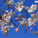 Hayloft Jasminum Polyanthum - Pink Jasmine - 9cm Pot