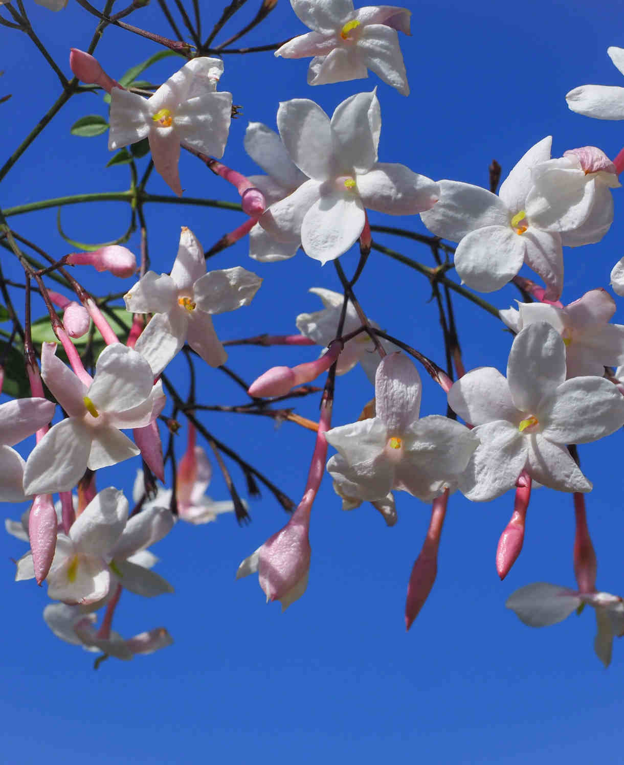 Hayloft Jasminum Polyanthum - Pink Jasmine - 9cm Pot