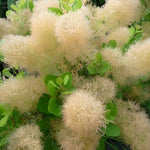 Cotinus Young Lady Smoke Bush Shrub Plant 3-4ft Tall Supplied In A 3 Litre Pot