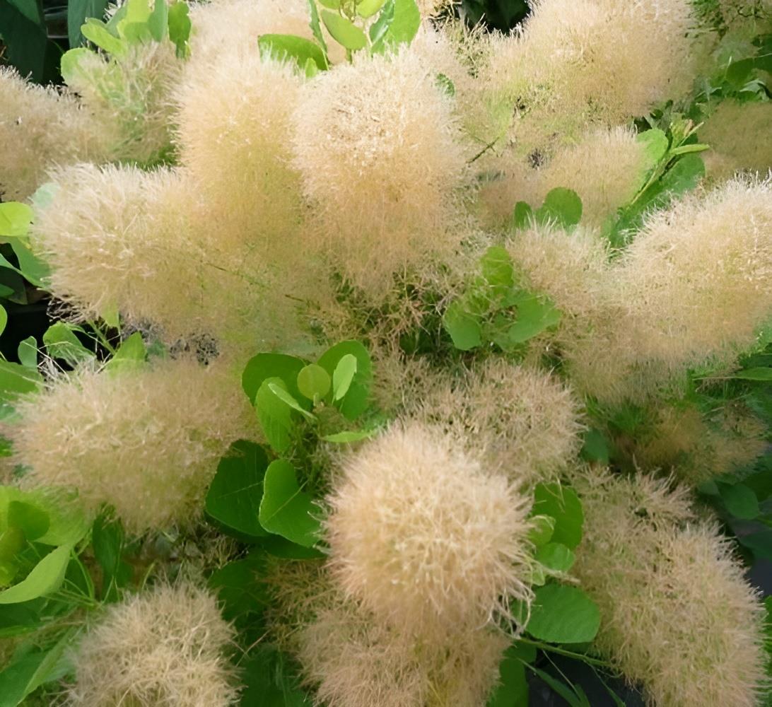 Cotinus Young Lady Smoke Bush Shrub Plant 3-4ft Tall Supplied In A 3 Litre Pot