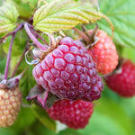 Raspberry Plant Polka, Late Primocane (aug–nov) | 10 x Bare Root