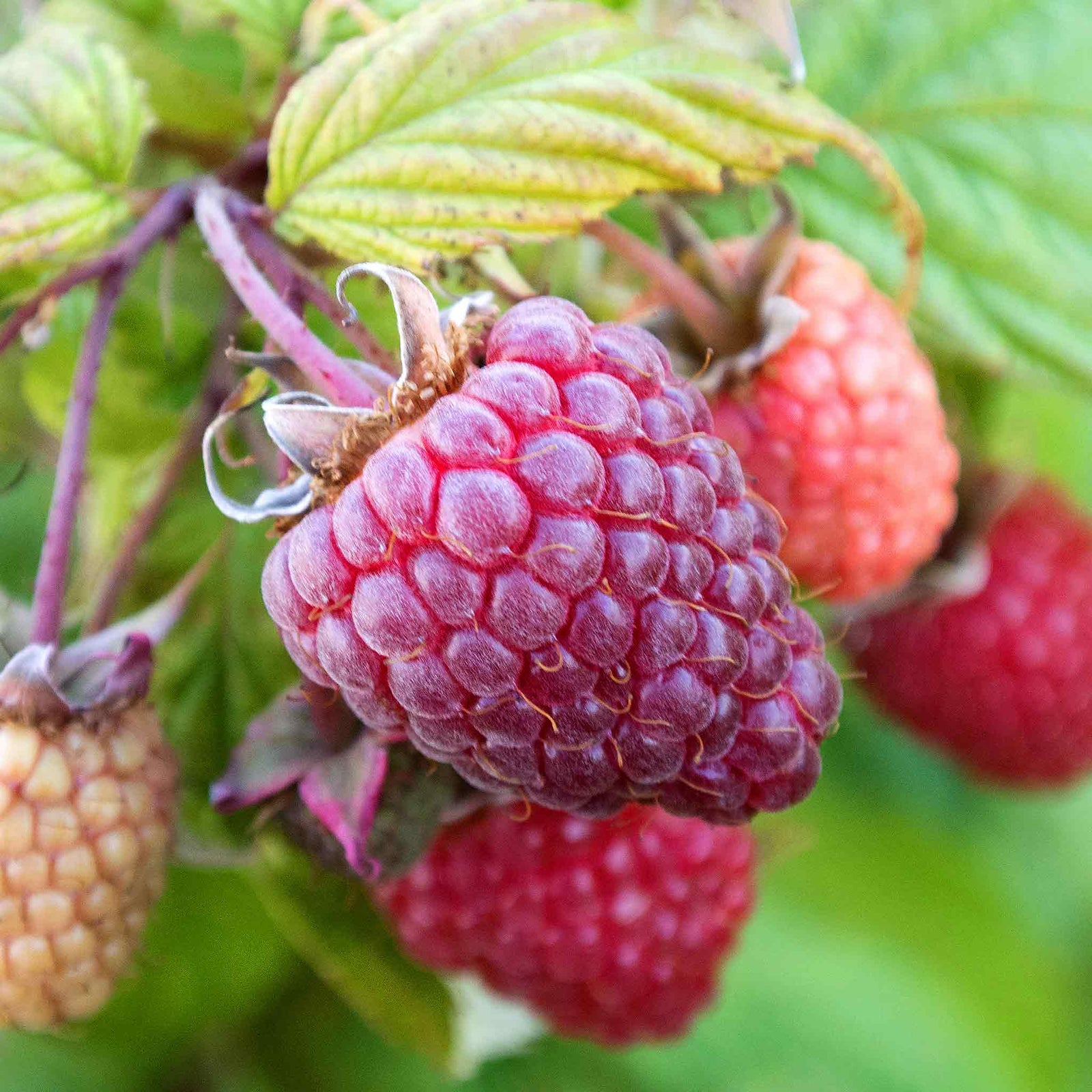 Raspberry Plant Polka, Late Primocane (aug–nov) | 5 x Bare Root