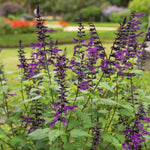 Salvia 'amistad' Deep Purple Hardy Perennial 120cm | 3 x Jumbo Plugs | Deep Purple