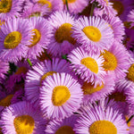 Symphyotrichum Dumosus Peter Harrison - Aster 1 X 9cm Pot