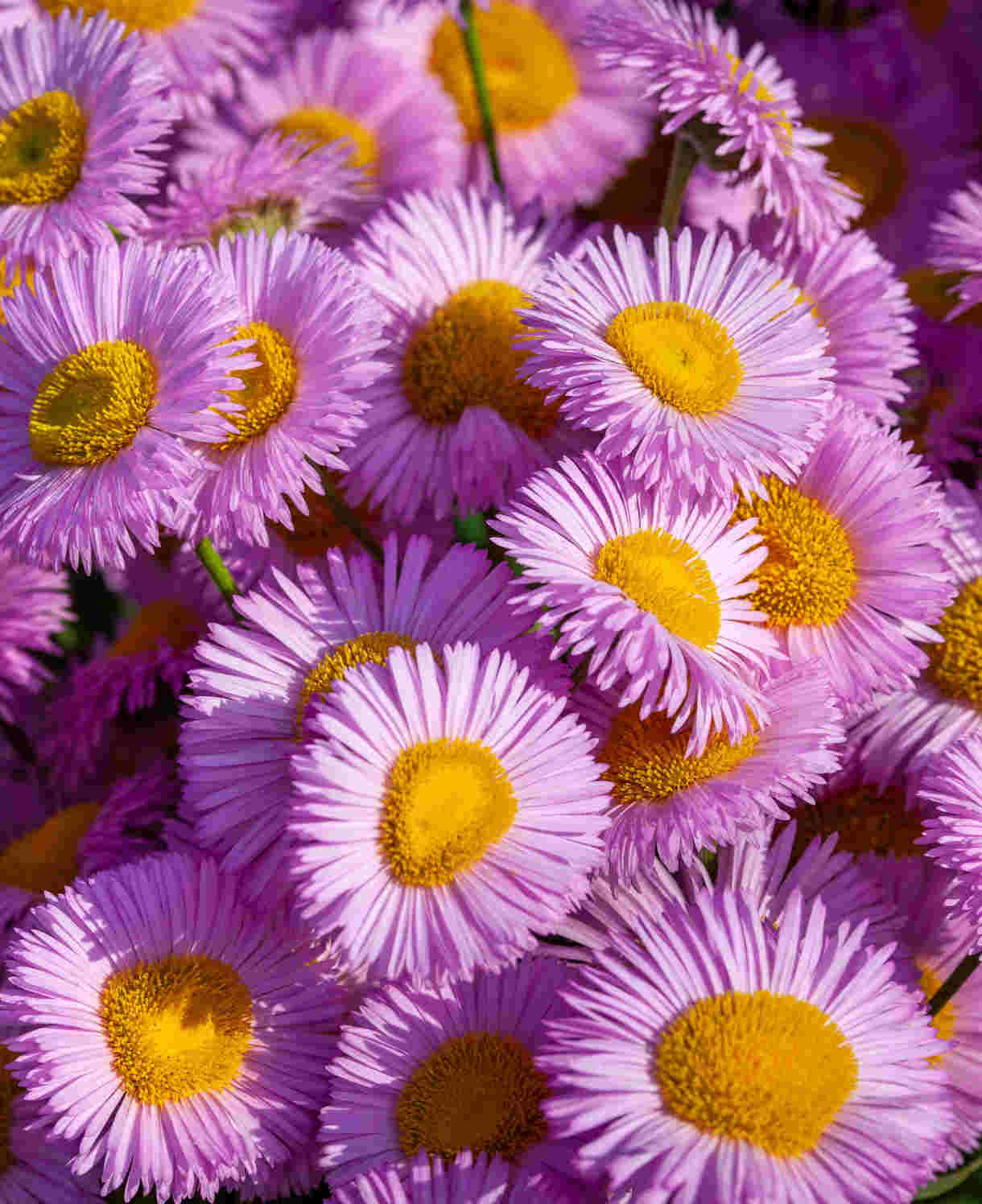 Symphyotrichum Dumosus Peter Harrison - Aster 1 X 9cm Pot