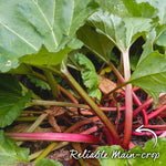 Rhubarb 'victoria' - Early High-yield Culinary Variety | 1 x Crown