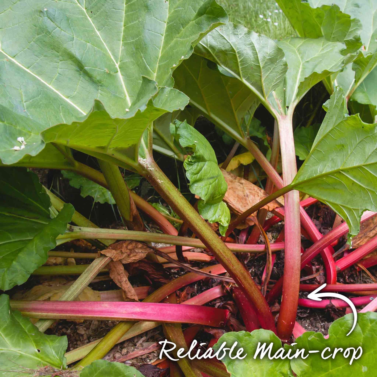 Rhubarb 'victoria' - Early High-yield Culinary Variety | 1 x Crown