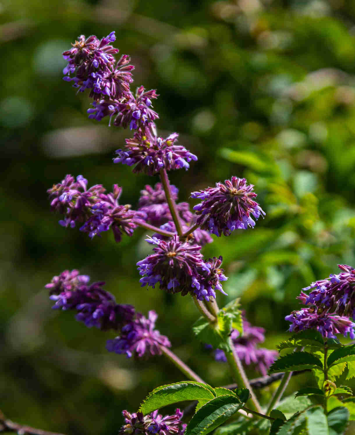 The Blue Border Perennial Collection - 2l Garden Ready Pots. | Set-of-6 | Blue