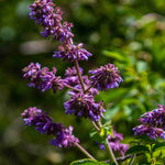 The Blue Border Perennial Collection - 2l Garden Ready Pots. | Set-of-12 | Blue