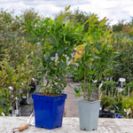 Blueberry Plant 'brigitta Blue' | 2L