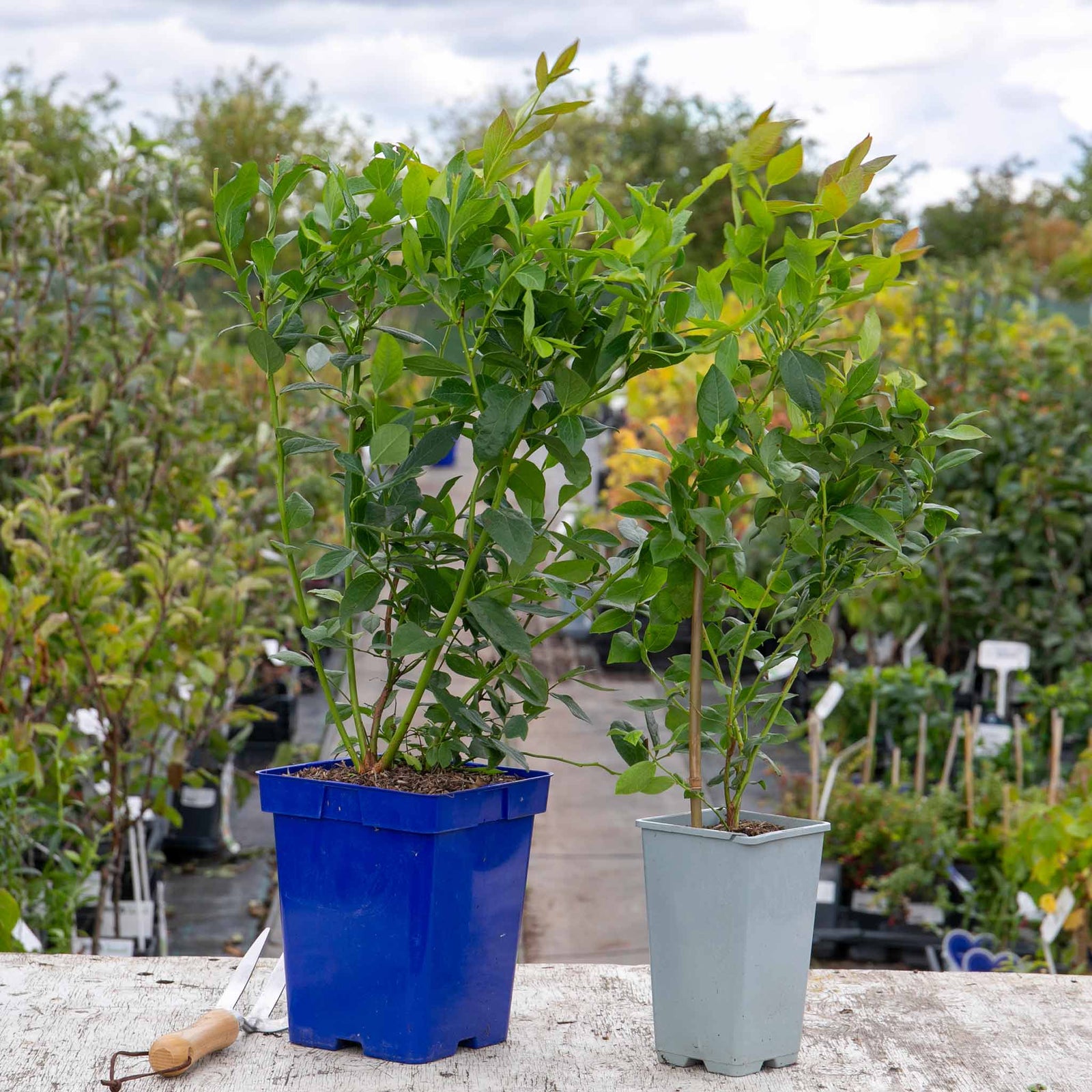 Blueberry Plant 'brigitta Blue' | 2L