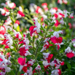 Salvia Little Kiss 2l Perennial | Set of 1 | Green & White