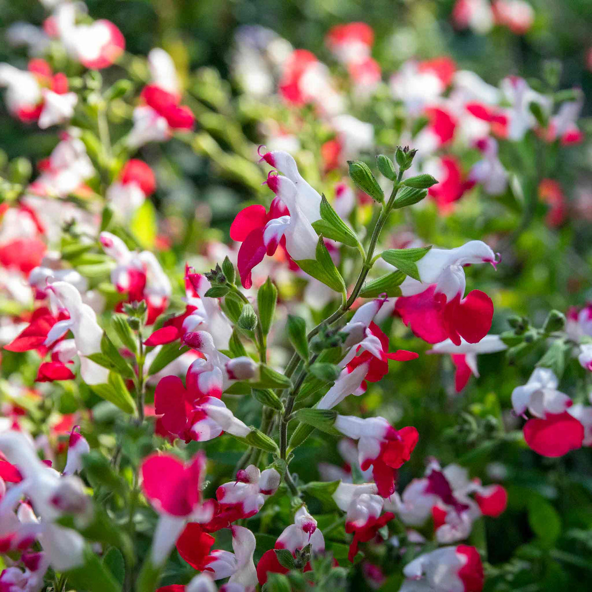 Salvia Little Kiss 2l Perennial | Set of 1 | Green & White