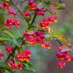 Euonymus Alatus Compactus - Spindle Tree In Compact Form - 9cm Pot