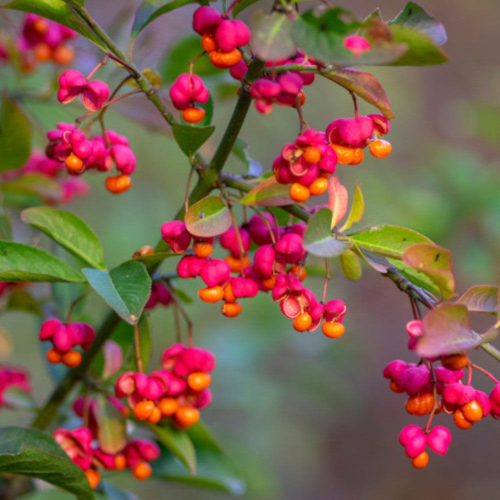Euonymus Alatus Compactus - Spindle Tree In Compact Form - 9cm Pot