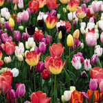 Thompson & Morgan Tulip 'triumph Mixed - 160 Bulbs