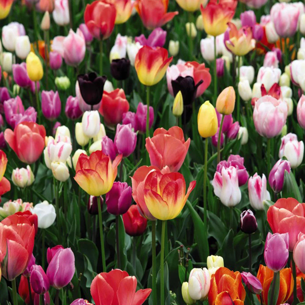 Thompson & Morgan Tulip 'triumph Mixed - 160 Bulbs