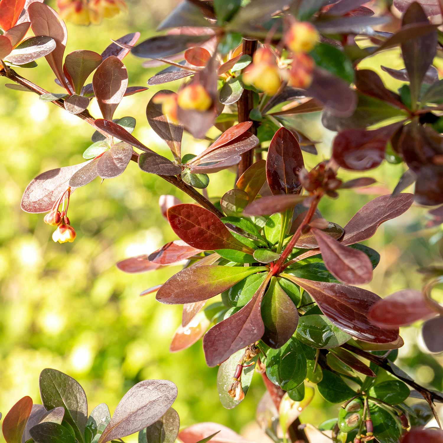 Berberis Thunbergii 'atropurpurea Nana' | 1 x 3L | Neon Orange