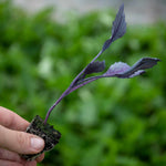 Cabbage 'red Rovite' - Mid-season Red Cabbage | 16 x Pro Grower Plugs