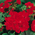 Geranium F1 Best Red Vivid Scarlet Blooms 48 X Garden Ready Plants