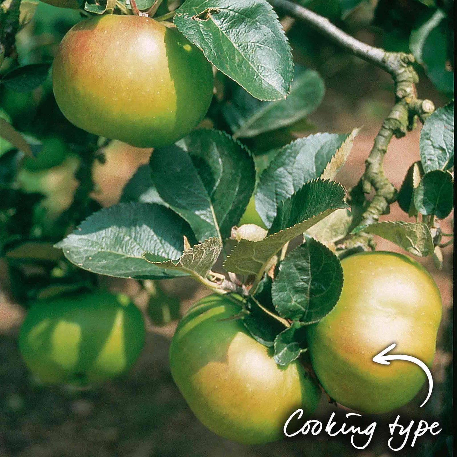Apple 'bramley' | 1 x Bare Root
