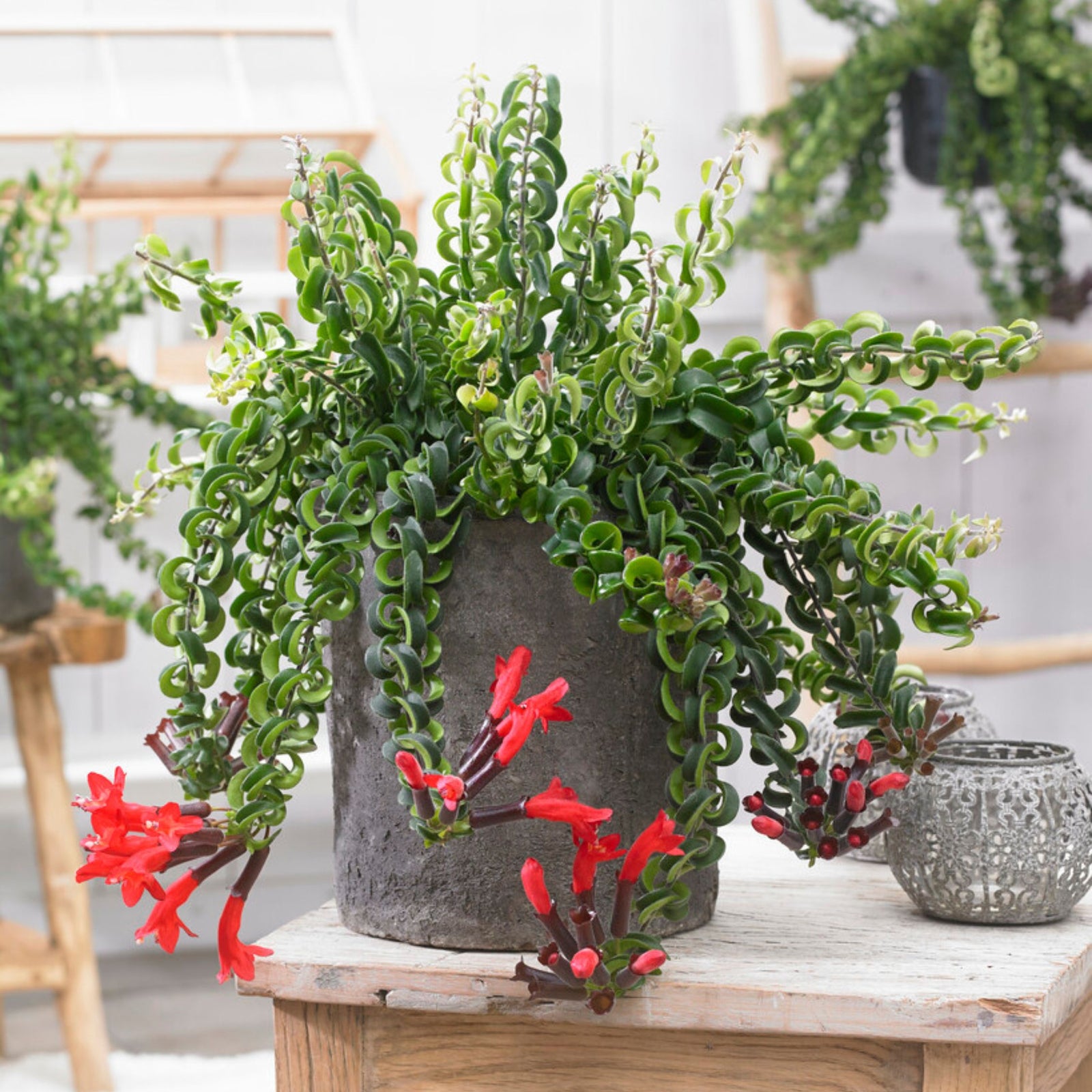 Lipstick Plant - Aeschynanthus Pulcher - Height 20-30cm - ⌀15cm | Set of 1 | Red